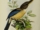 tous_des_oiseaux_1